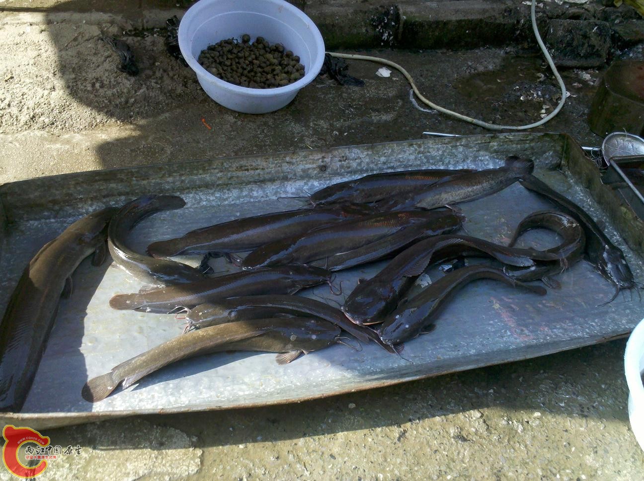 革胡子鲶2.jpg