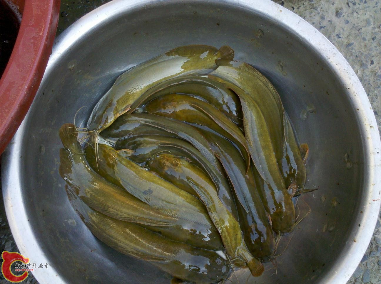 蟾胡子鲶.jpg