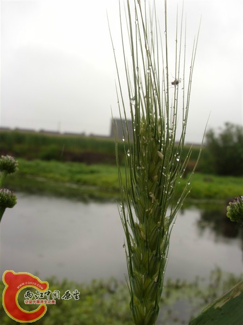 psb05.jpg