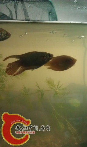 IMAG0827.jpg