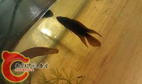IMAG0854.jpg