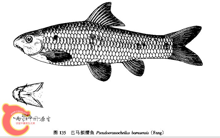 模式照