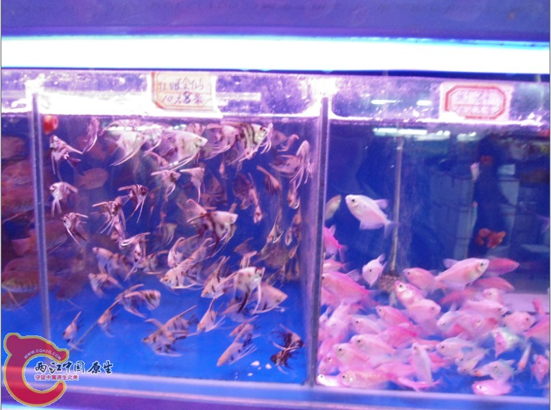 商品鱼，我不喜欢
