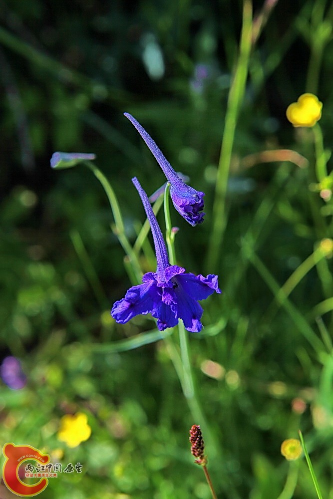 展毛翠雀花
