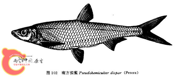 南方拟餐.jpg