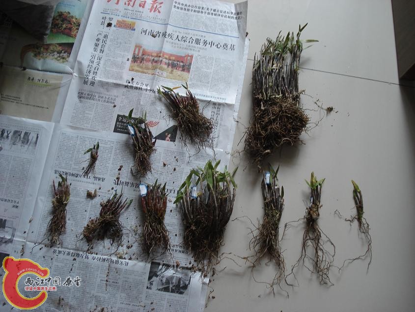 刚开到的野生红色铜皮