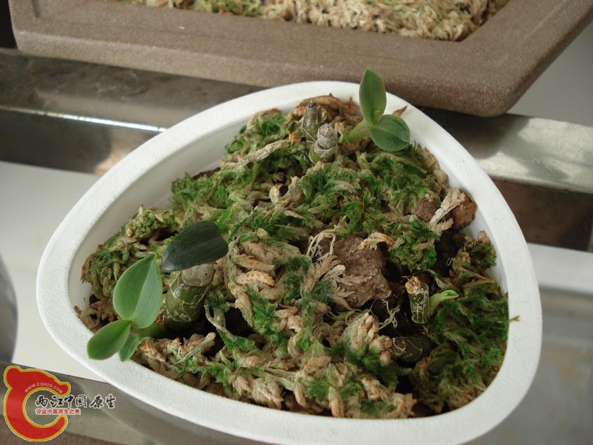 都分成单苗了，主要是提高发芽率