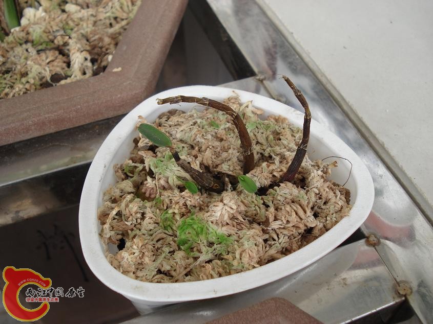 亲自在河南某山区收的河南石斛