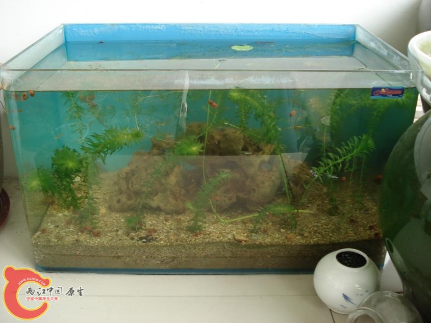 我的原生态鱼缸，塘泥做底，无过滤