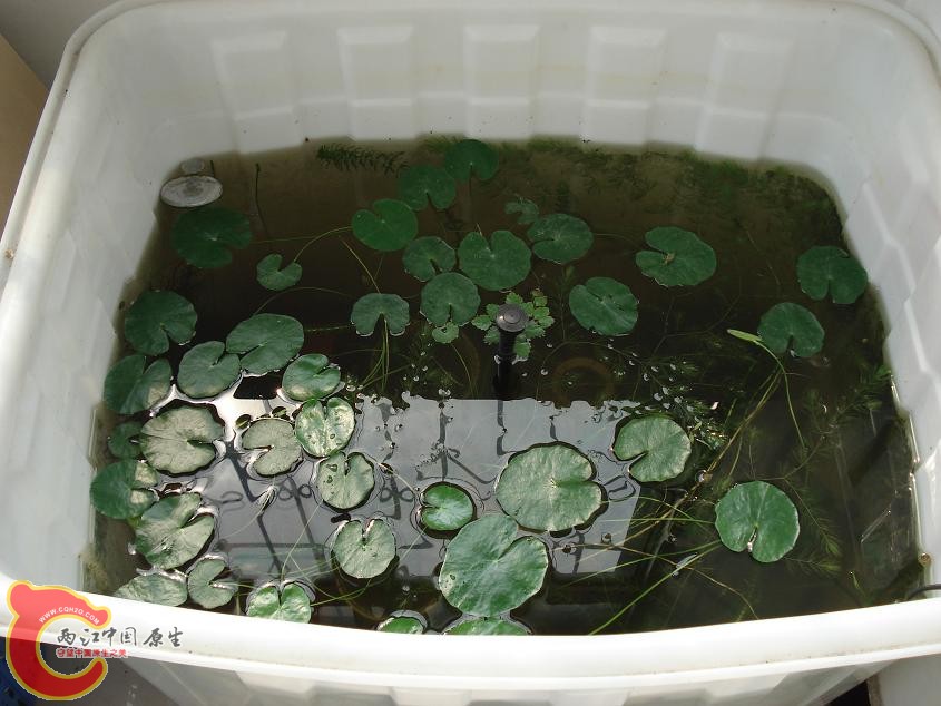 原生态缸，里面斗鱼无数