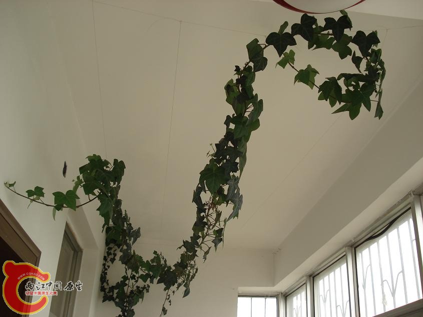 这个长春藤够长吧