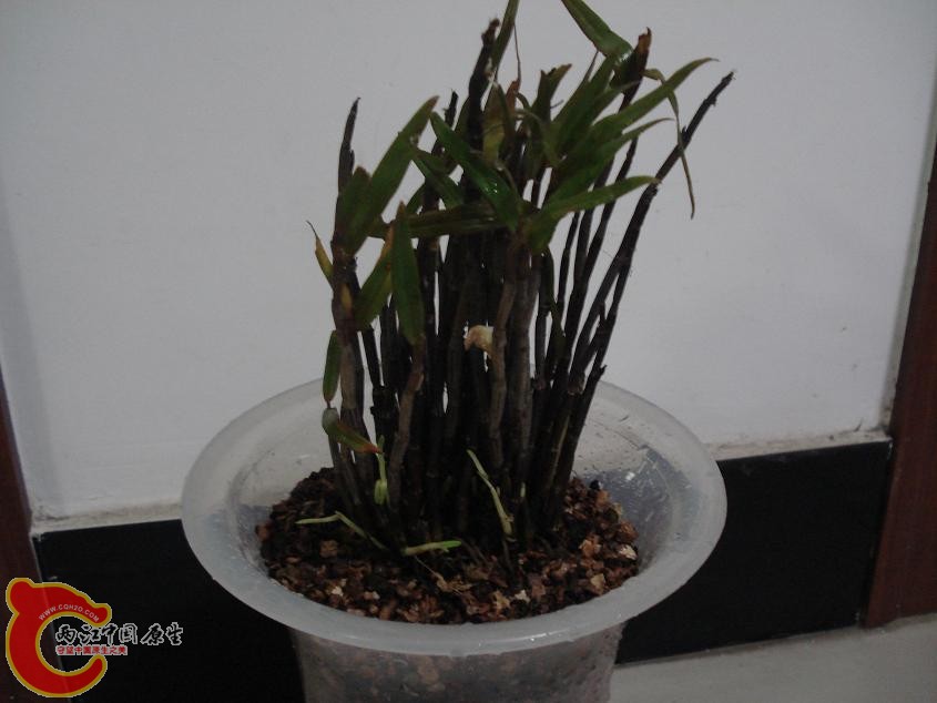 这就是普通的铜皮