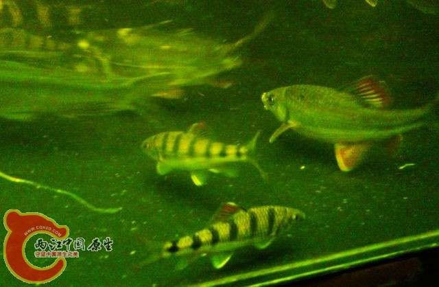 DSC_0359.JPG