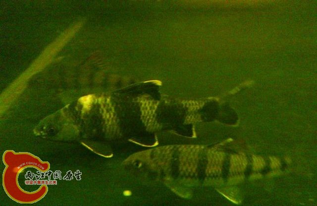 DSC_0366.JPG