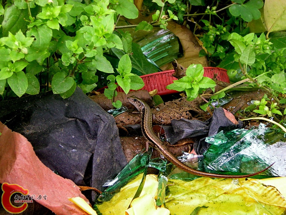 DSCN3586.JPG