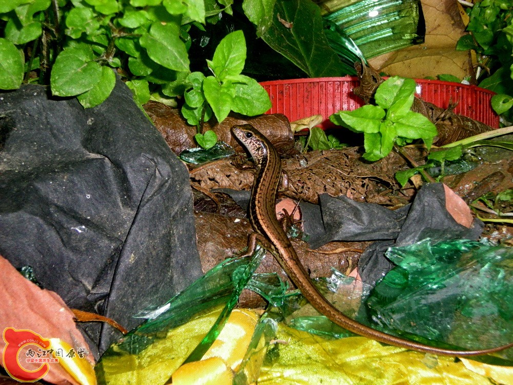 DSCN3587.JPG