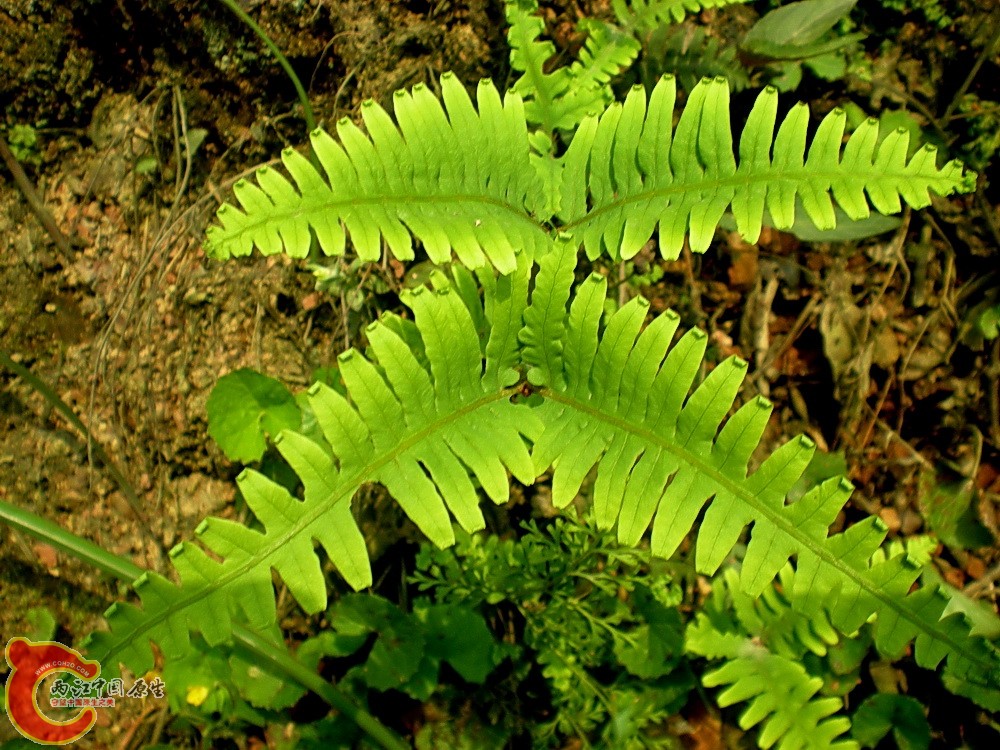 DSCN3590.JPG