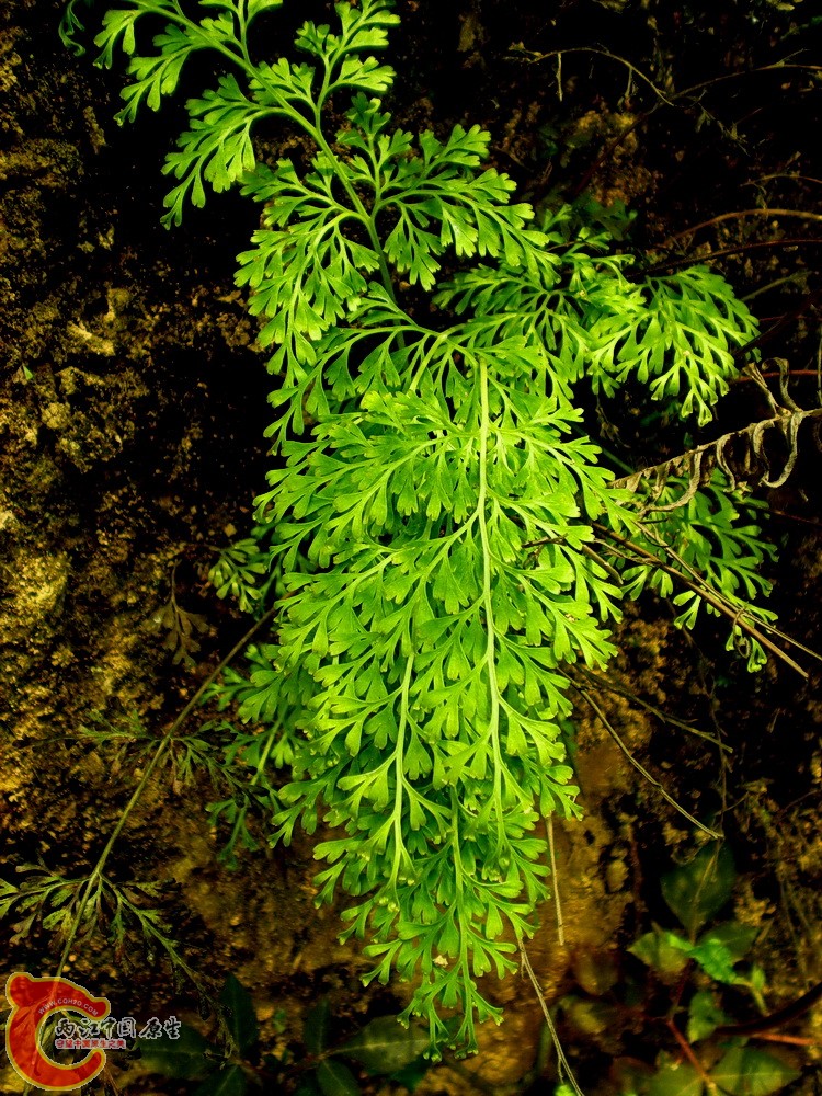 DSCN3594.JPG