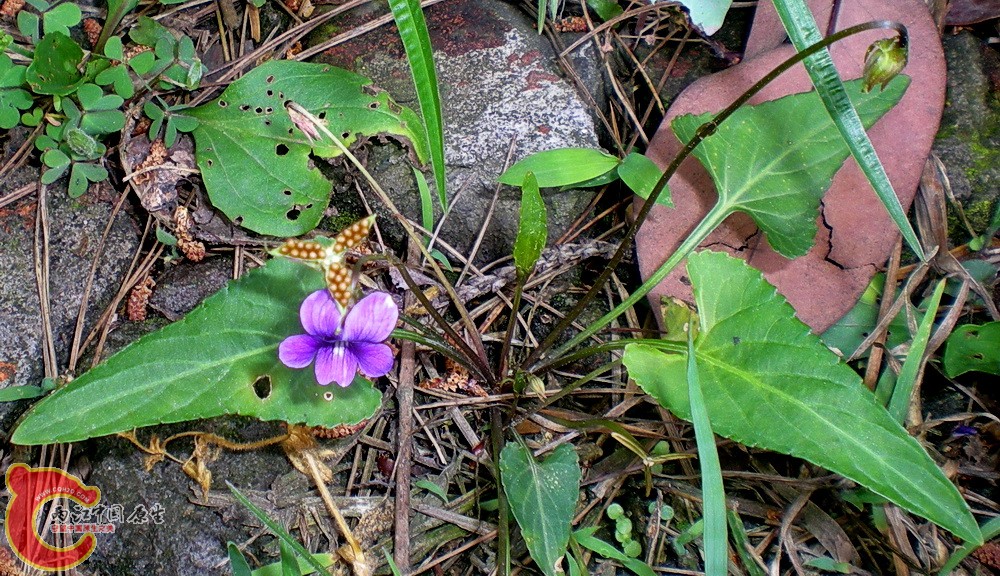 DSCN3605.JPG