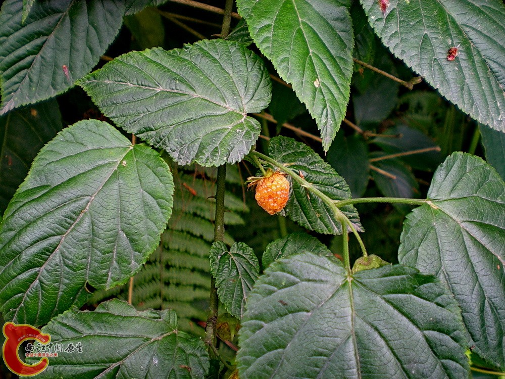 DSCN3616.JPG