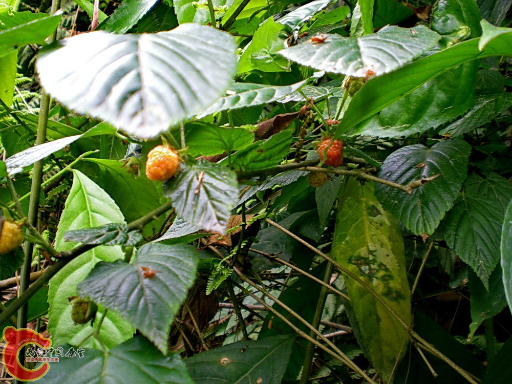 DSCN3617.JPG