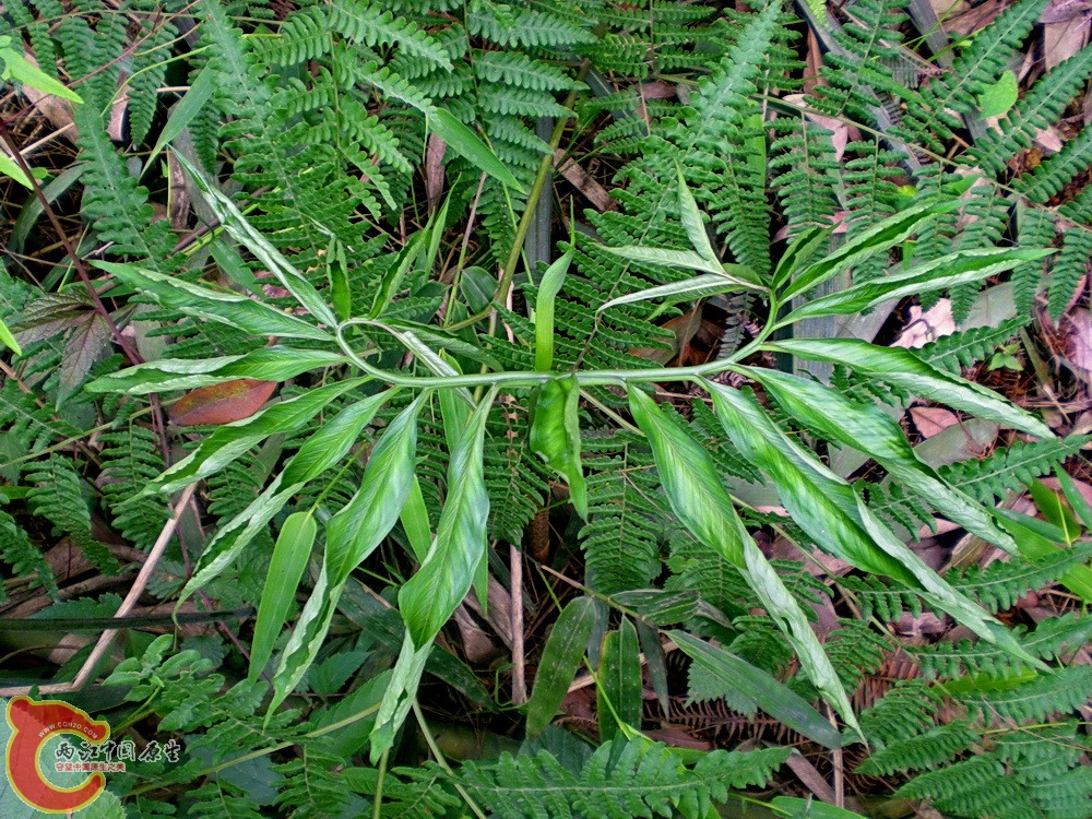 DSCN3618.JPG
