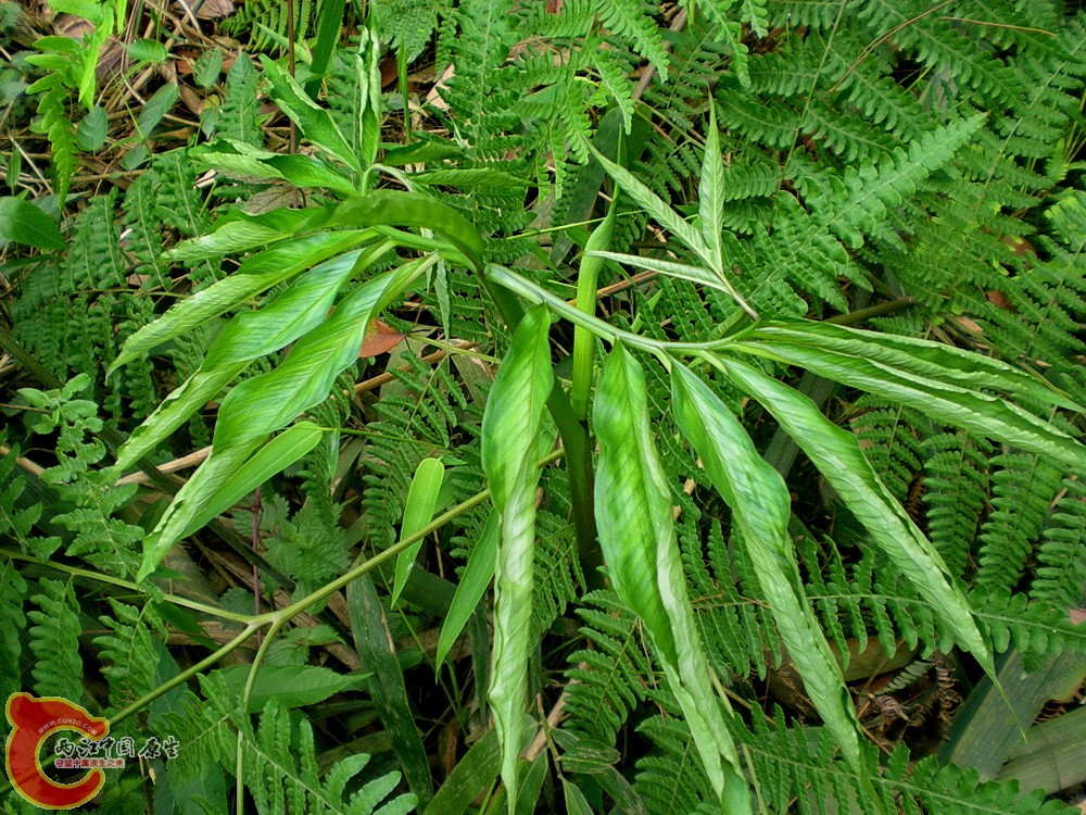 DSCN3619.JPG