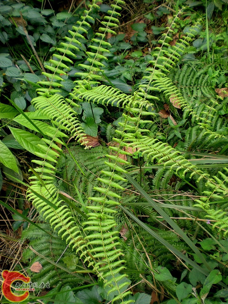 DSCN3615.JPG