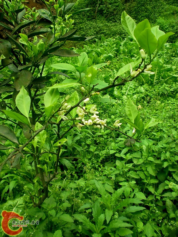 DSCN3631.JPG
