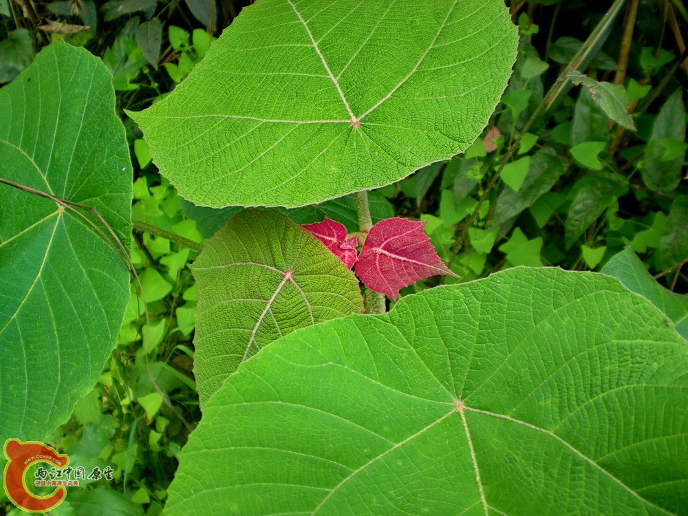 DSCN3630.JPG