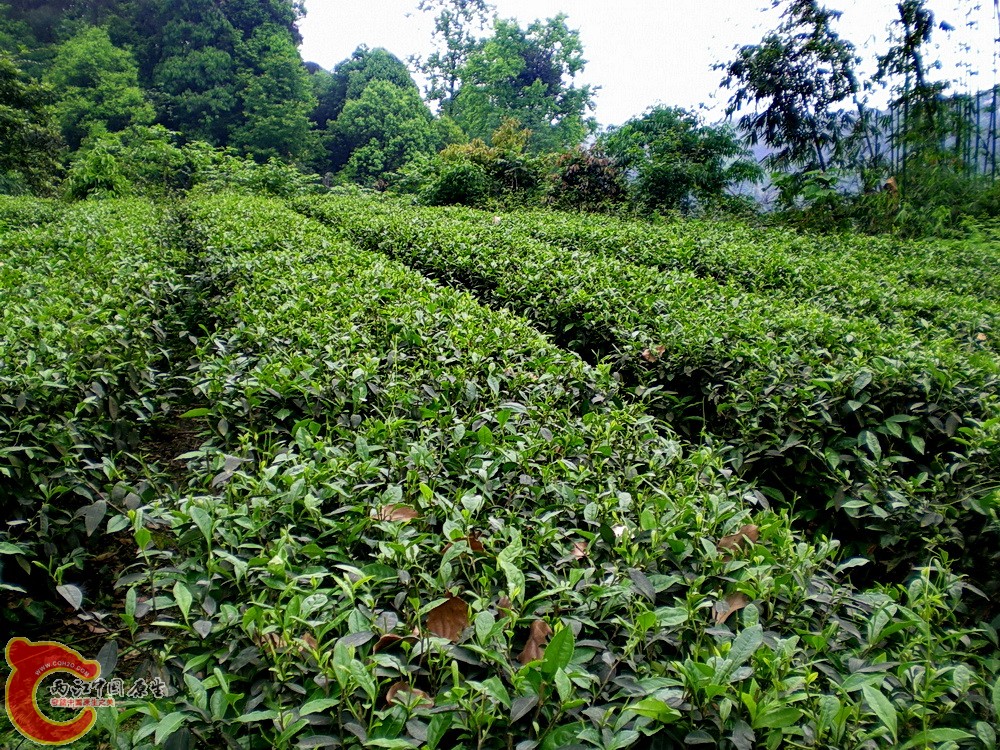 DSCN3625.JPG