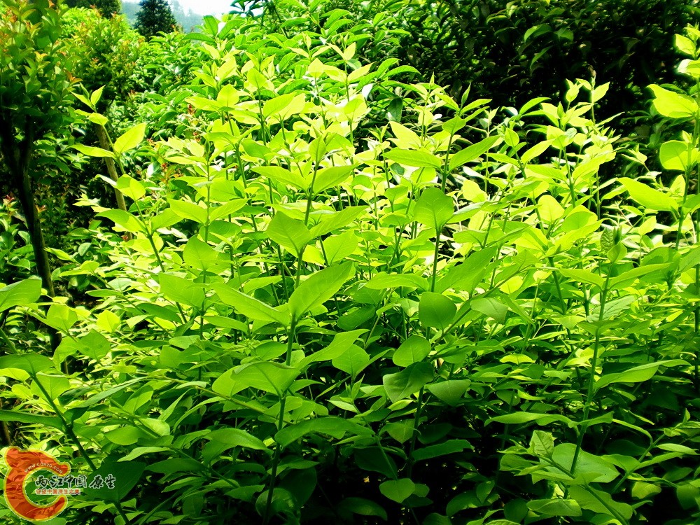 DSCN3661.JPG