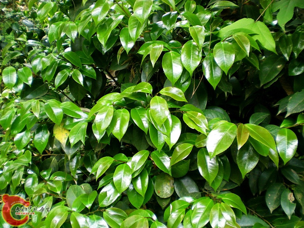 DSCN3662.JPG