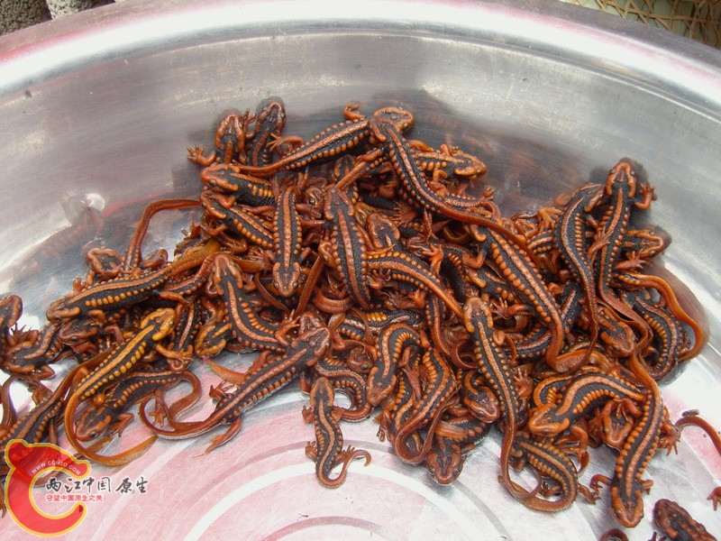 SNC12889.jpg
