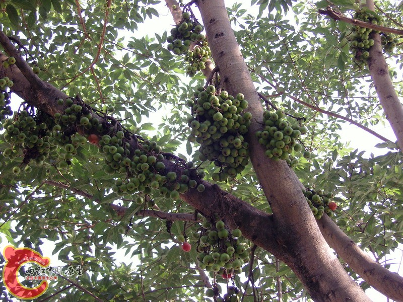 SNC12940.jpg