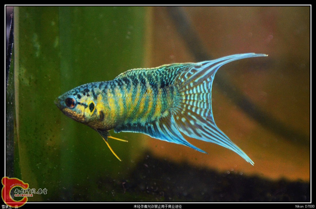 DSC_9544_副本.jpg