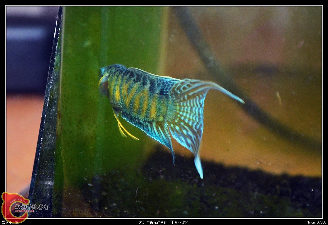 DSC_9556_副本.jpg