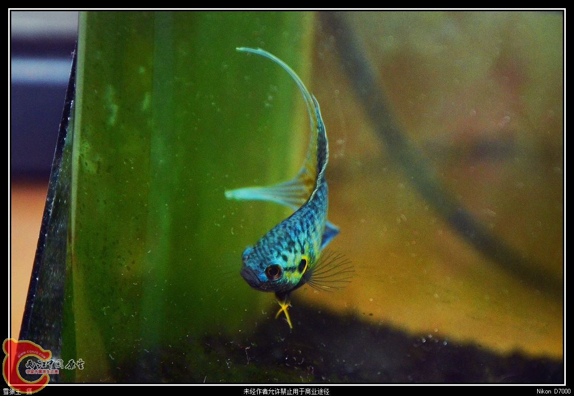 DSC_9549_副本.jpg