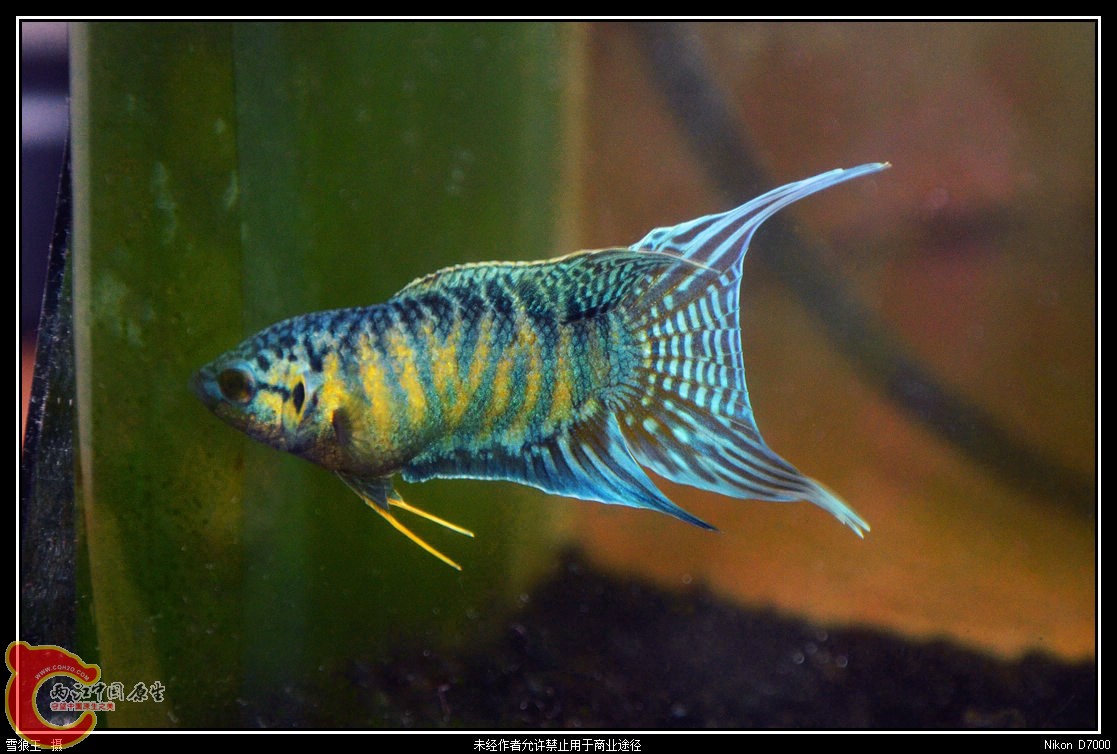 DSC_9545_副本.jpg