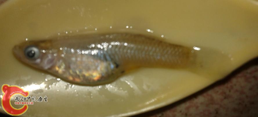 不知道名