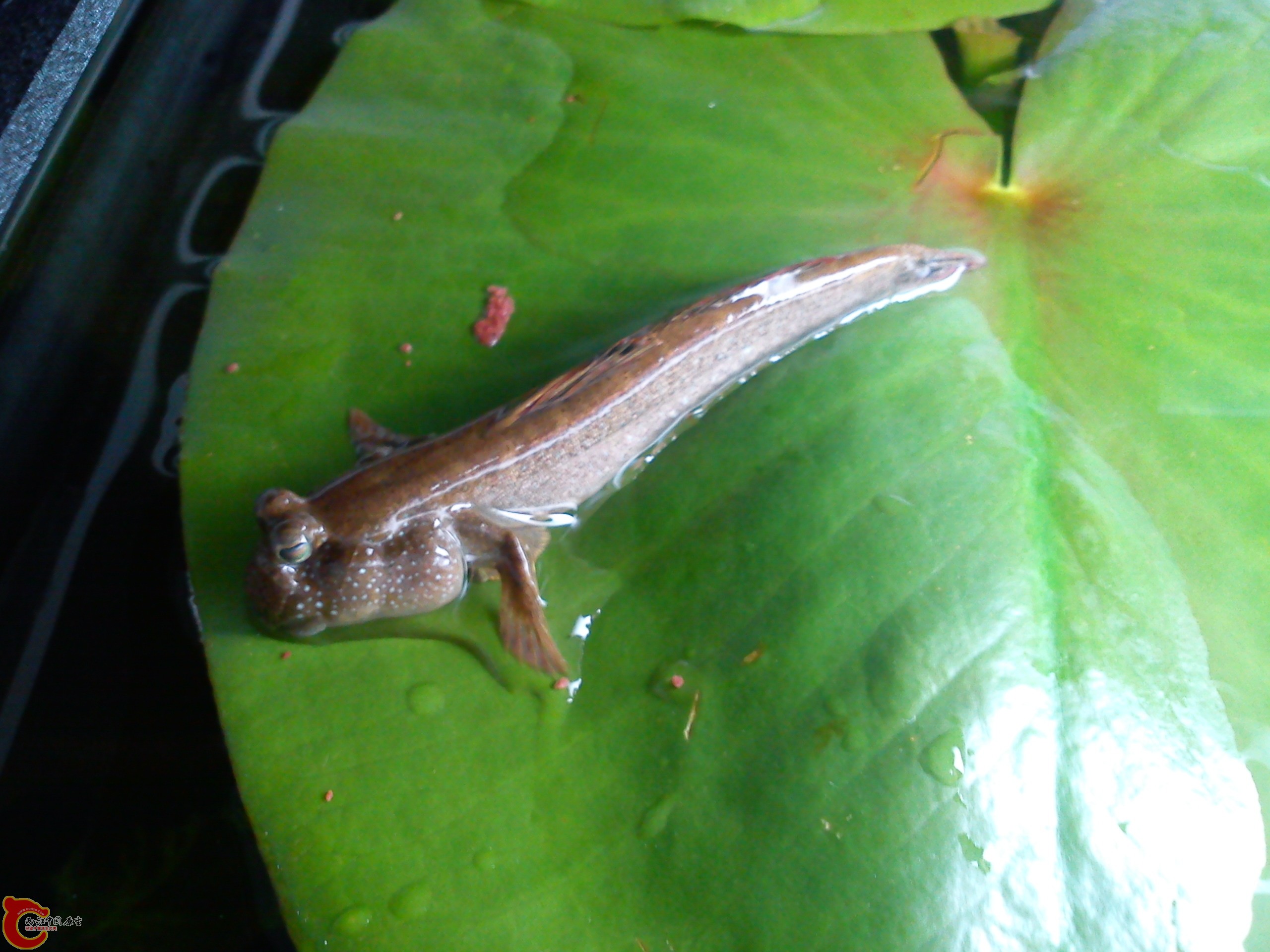 Camera_20120506_074747.jpg