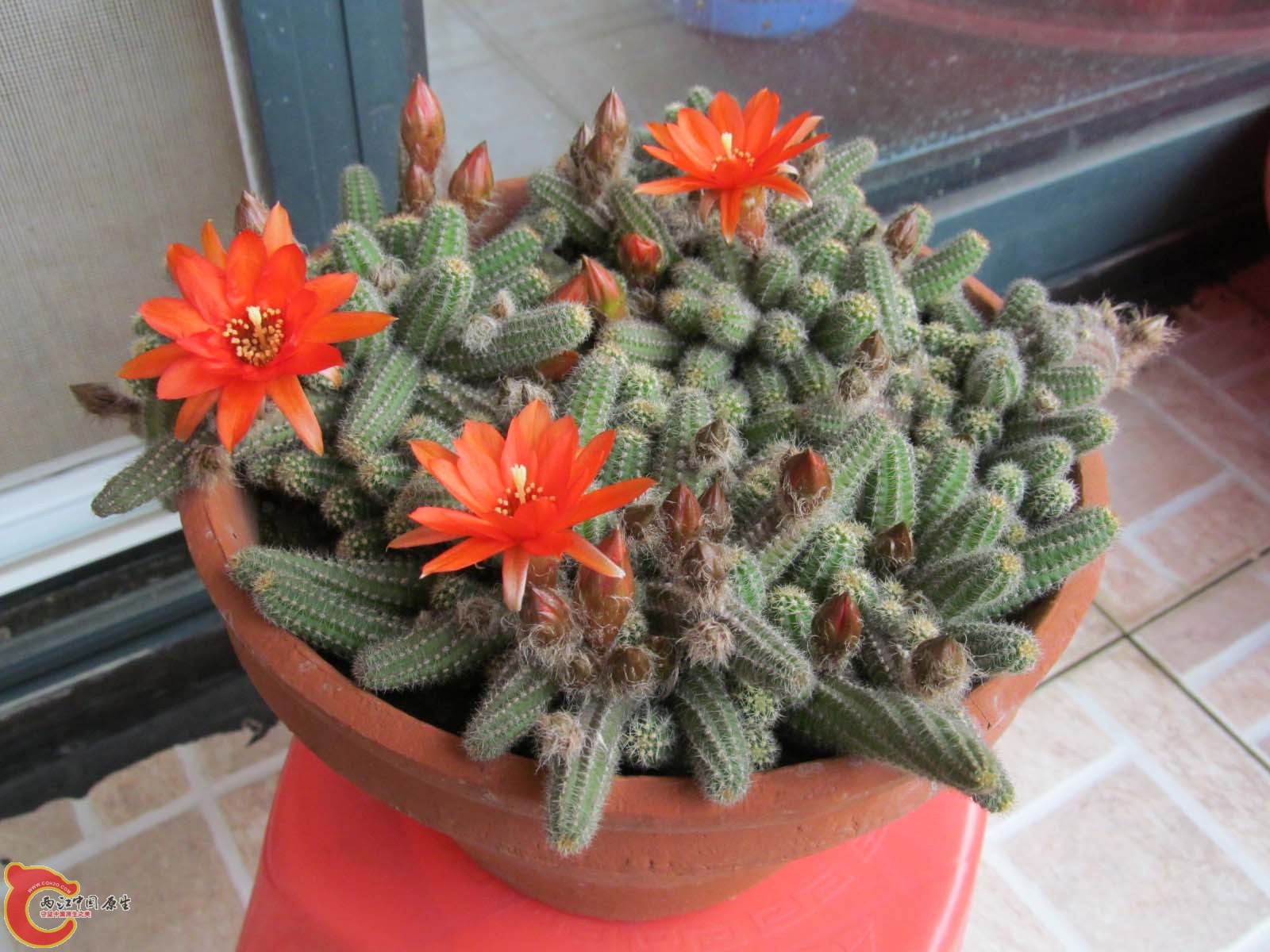 白檀开花2