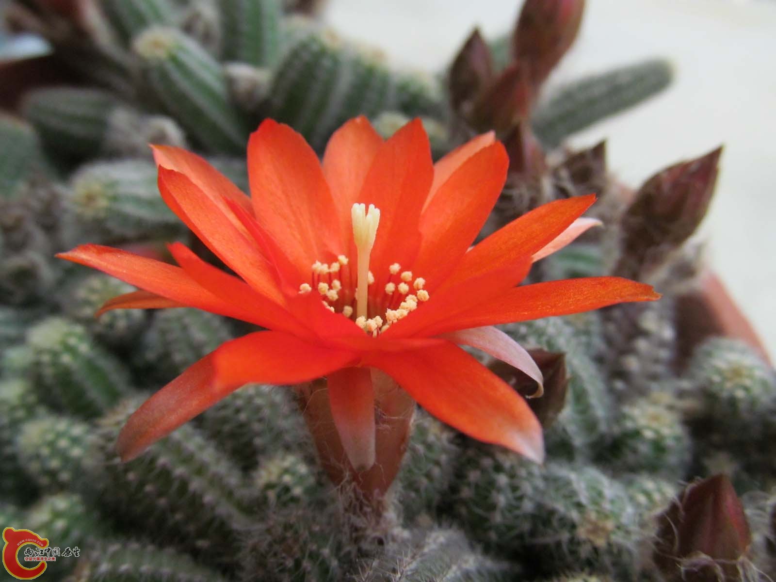 白檀开花1