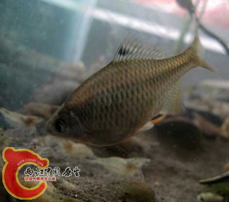 一年多的母鱼，是高体么
