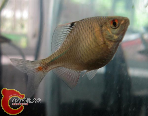 养了一年多的公鱼开始发色，是高体么