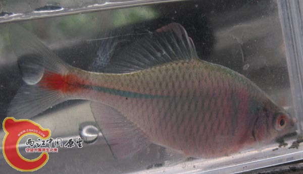 这个应该是高体