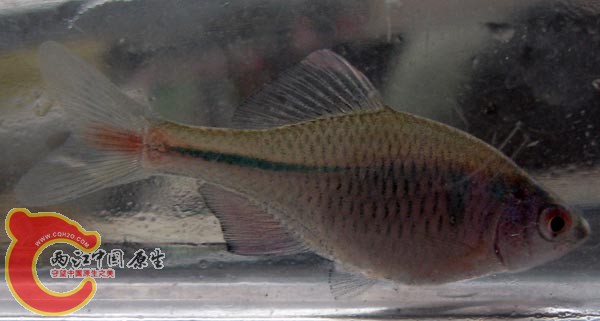 这个很小就发色了，是高体么