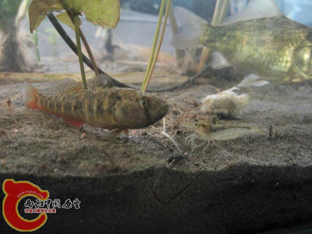 黑壳和黄幼对峙