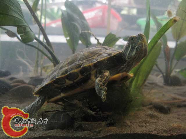 在水塘里采到的巴西