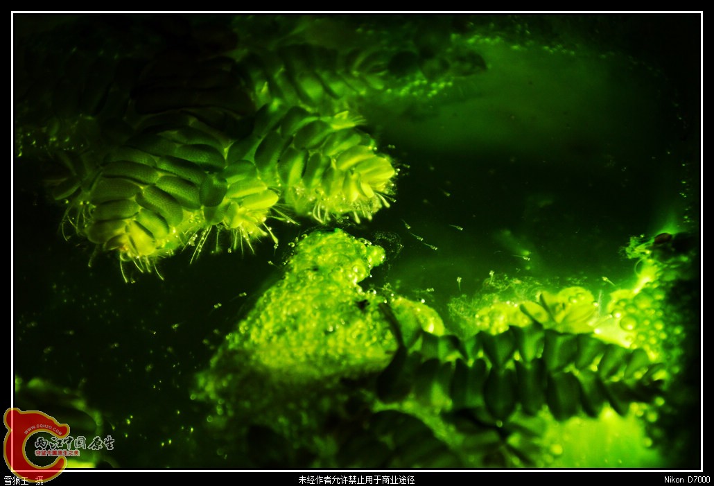DSC_9589_副本.jpg